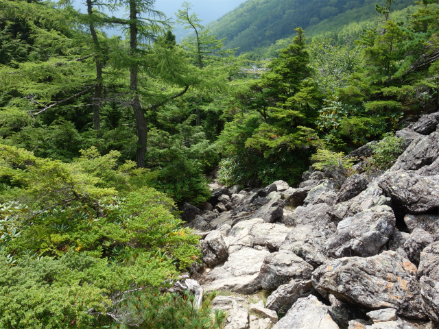 アサヨ峰（北沢峠～栗沢山）登山口コースガイド ゴーロから樹林帯【登山口ナビ】