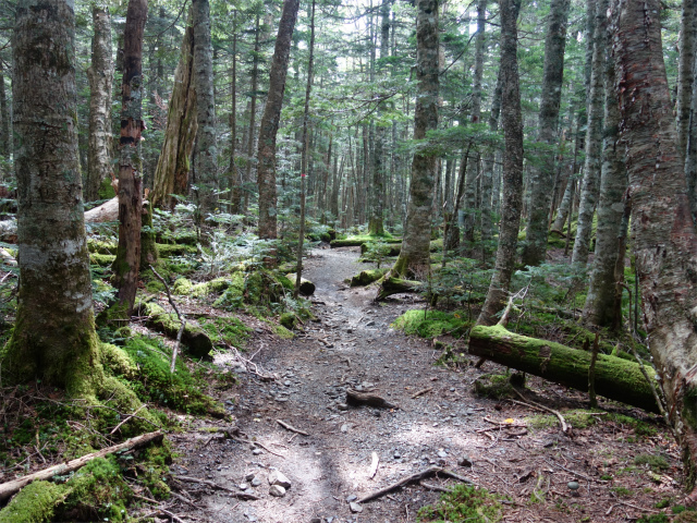 アサヨ峰（北沢峠～栗沢山）登山口コースガイド 樹林帯【登山口ナビ】