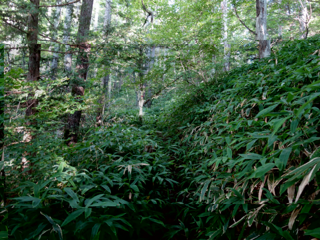 空木岳（池山尾根ルート）登山口コースガイド 笹面【登山口ナビ】