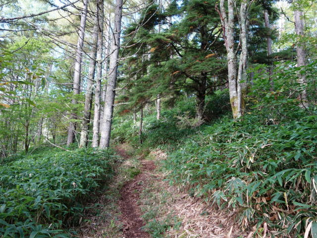 空木岳（池山尾根ルート）登山口コースガイド 山頂手前【登山口ナビ】