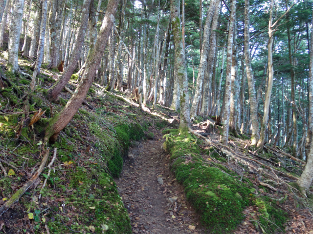 空木岳（池山尾根ルート）登山口コースガイド【登山口ナビ】