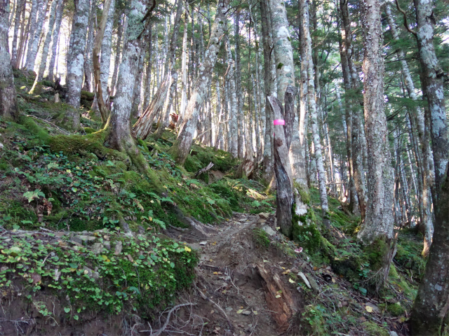 空木岳（池山尾根ルート）登山口コースガイド【登山口ナビ】