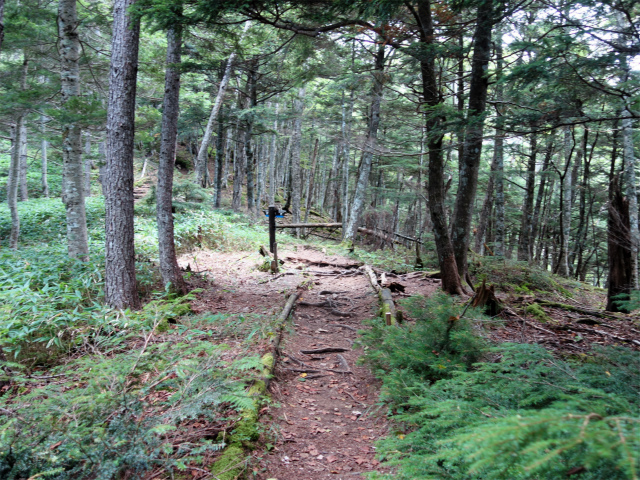 空木岳（池山尾根ルート）登山口コースガイド なだらかな尾根筋【登山口ナビ】