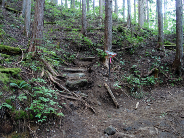 空木岳（池山尾根ルート）登山口コースガイド 木陰のパノラマ遊歩道交差【登山口ナビ】