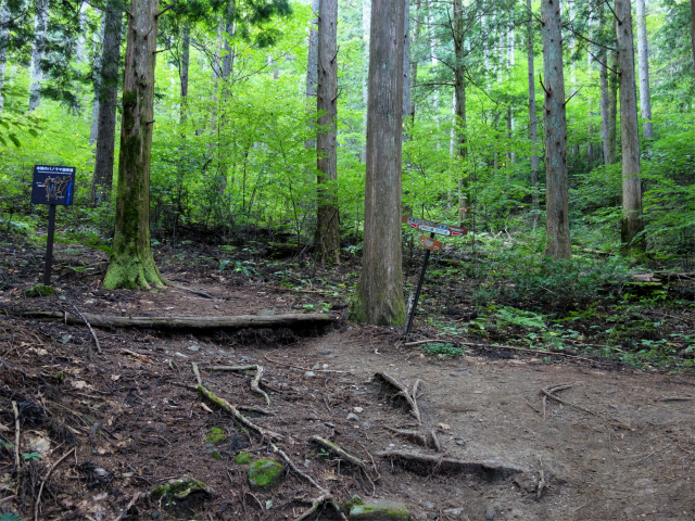 空木岳（池山尾根ルート）登山口コースガイド 木陰のパノラマ遊歩道交差【登山口ナビ】