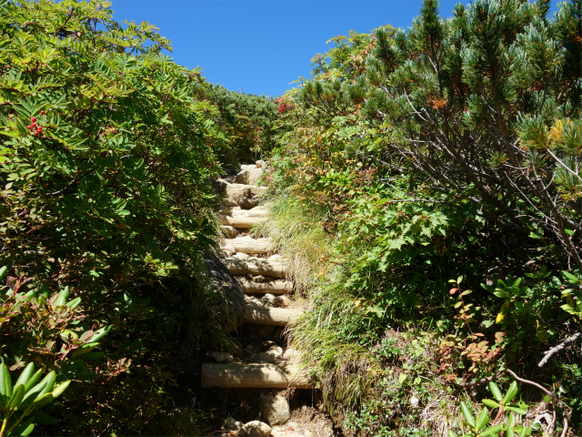 空木岳（池山尾根ルート）登山口コースガイド 階段【登山口ナビ】