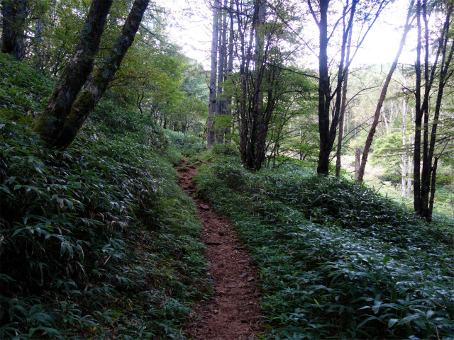 空木岳（池山尾根ルート）登山口コースガイド 階段【登山口ナビ】