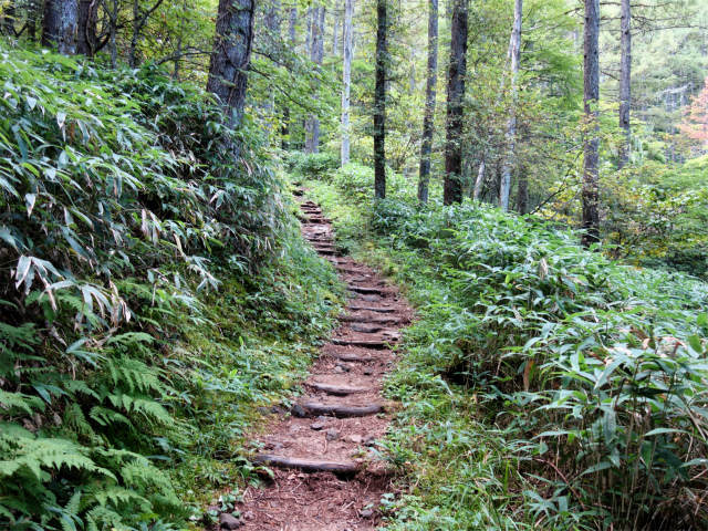 空木岳（池山尾根ルート）登山口コースガイド 階段【登山口ナビ】