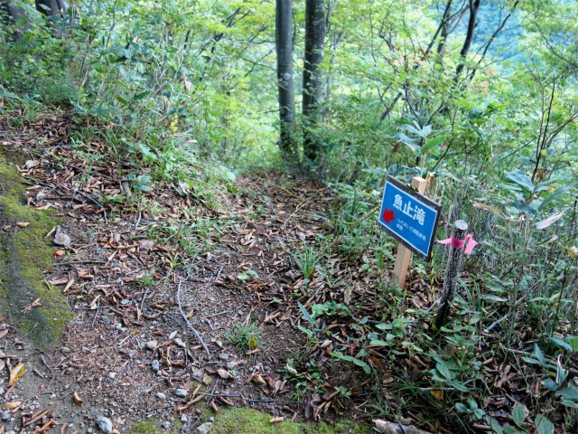 巻機山（裏巻機新道～割引岳）登山口コースガイド 魚止橋分岐【登山口ナビ】