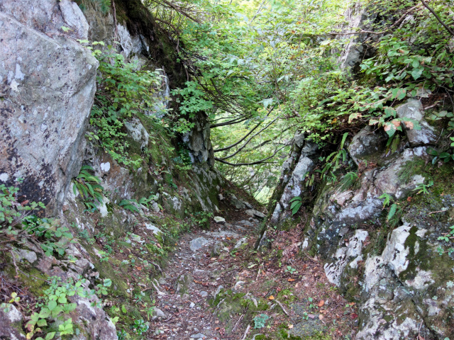 巻機山（裏巻機新道～割引岳）登山口コースガイド 掘割【登山口ナビ】