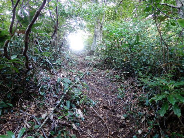 巻機山（裏巻機新道～割引岳）登山口コースガイド 尾根の直登【登山口ナビ】