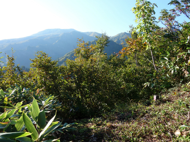 巻機山（裏巻機新道～割引岳）登山口コースガイド 尾根の肩【登山口ナビ】