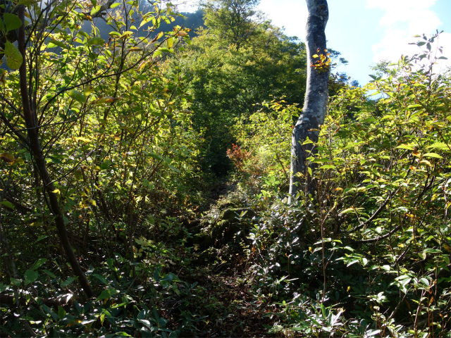 巻機山（裏巻機新道～割引岳）登山口コースガイド【登山口ナビ】