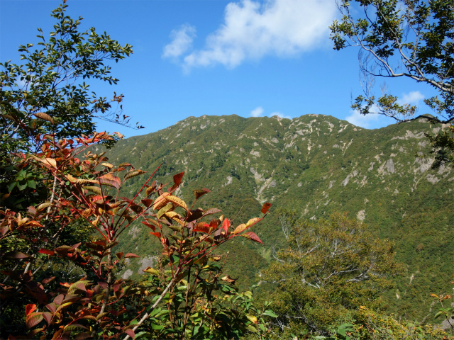 巻機山（裏巻機新道～割引岳）登山口コースガイド　大窪沢対岸の山稜【登山口ナビ】