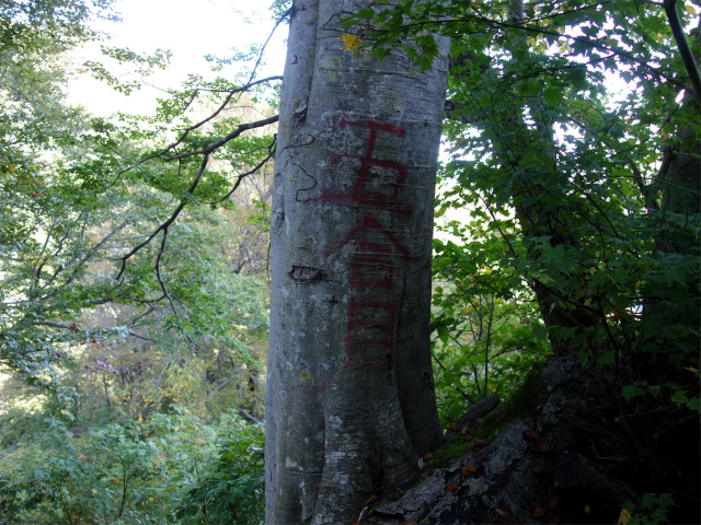 巻機山（裏巻機新道～割引岳）登山口コースガイド 五合目【登山口ナビ】