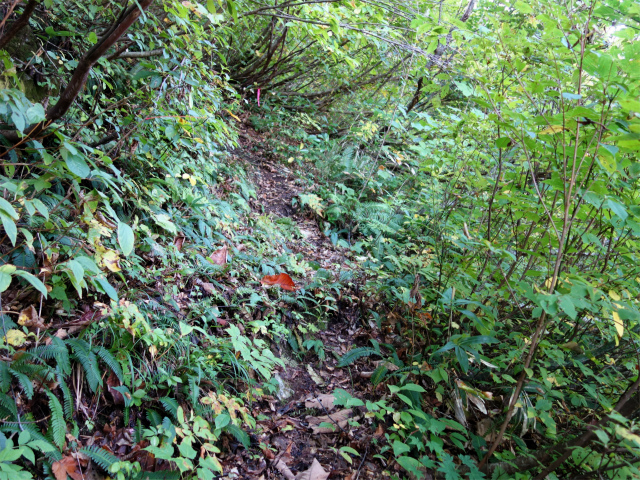 巻機山（裏巻機新道～割引岳）登山口コースガイド【登山口ナビ】