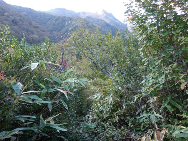 巻機山（裏巻機新道～割引岳）登山口コースガイド 尾根の肩【登山口ナビ】