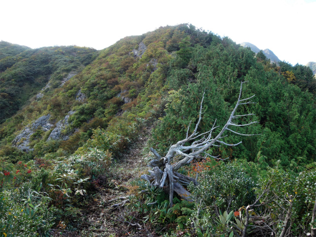 巻機山（裏巻機新道～割引岳）登山口コースガイド 灌木帯【登山口ナビ】