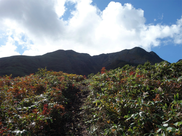 巻機山（裏巻機新道～割引岳）登山口コースガイド 割引岳の稜線【登山口ナビ】