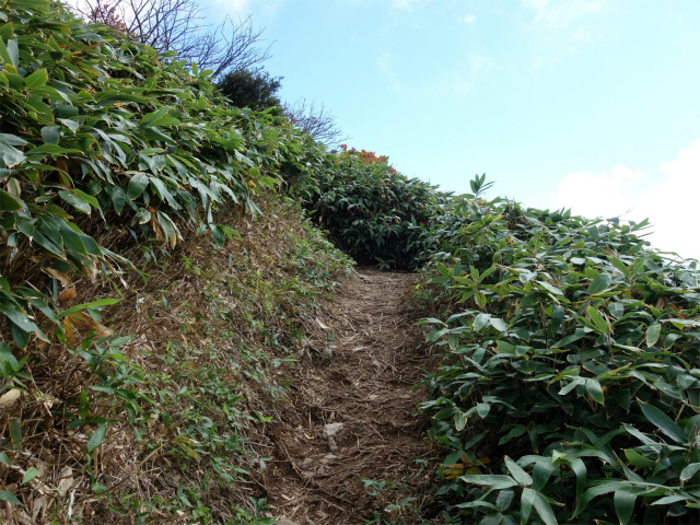 巻機山（井戸尾根～前巻機山）登山口コースガイド 笹面の急登の折り返し【登山口ナビ】