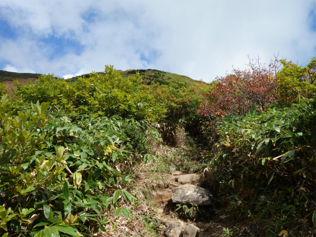 巻機山（井戸尾根～前巻機山）登山口コースガイド 灌木帯の尾根【登山口ナビ】