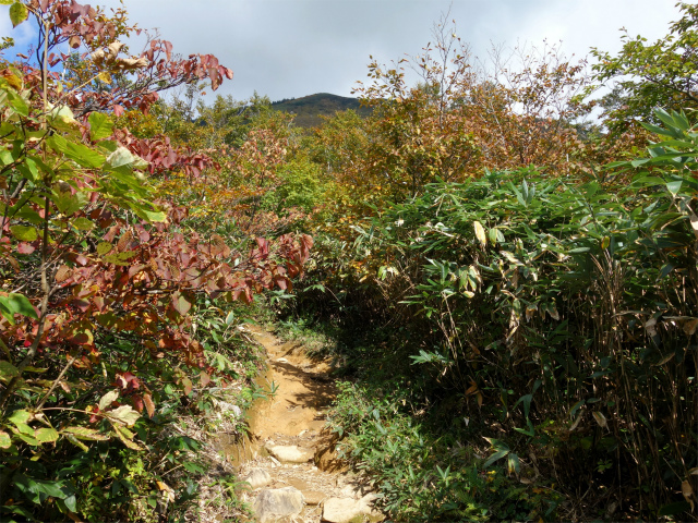 巻機山（井戸尾根～前巻機山）登山口コースガイド【登山口ナビ】