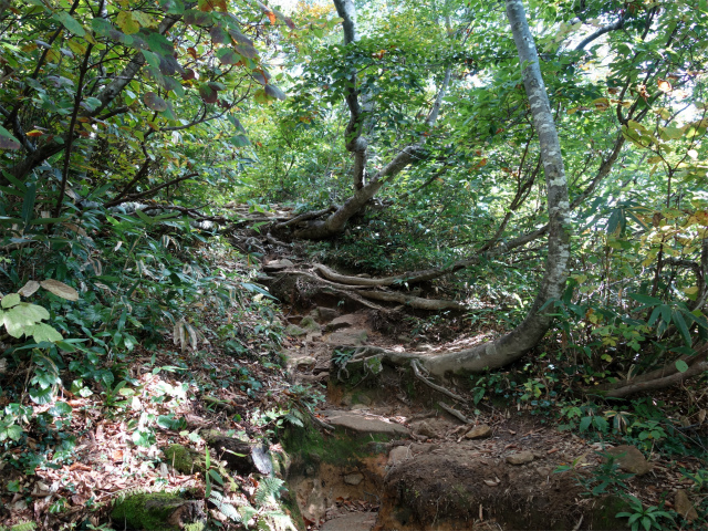 巻機山（井戸尾根～前巻機山）登山口コースガイド 樹林帯【登山口ナビ】