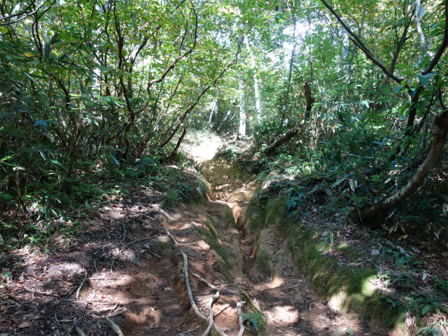 巻機山（井戸尾根～前巻機山）登山口コースガイド 土の露出【登山口ナビ】