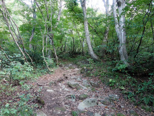 巻機山（井戸尾根～前巻機山）登山口コースガイド なだらかな登山道【登山口ナビ】