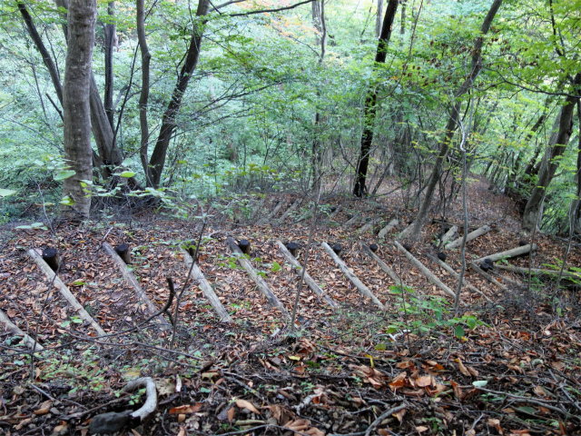 表妙義・中間道（石門めぐり～妙義神社） 登山口コースガイド 木階段【登山口ナビ】