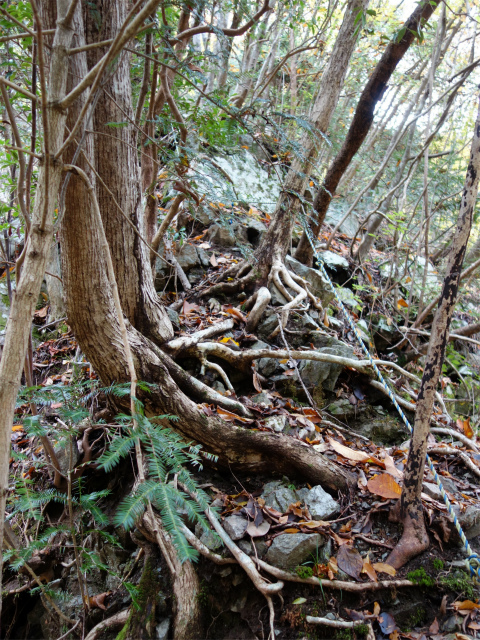 蛭ヶ岳（地蔵尾根～地蔵平）登山口コースガイド 痩せ尾根【登山口ナビ】