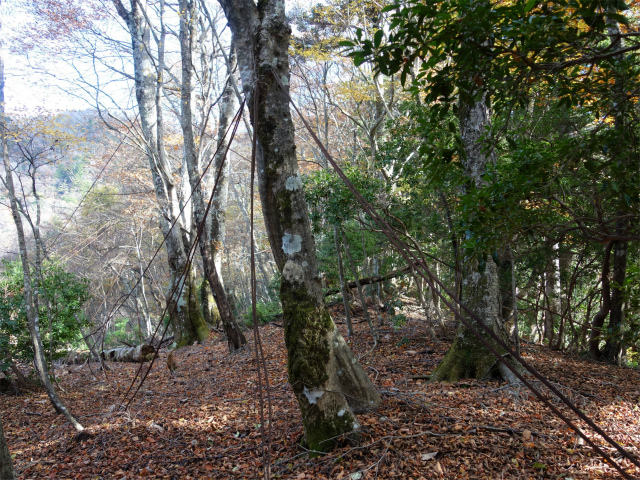 蛭ヶ岳（地蔵尾根～地蔵平）登山口コースガイド 索道跡のワイヤー【登山口ナビ】