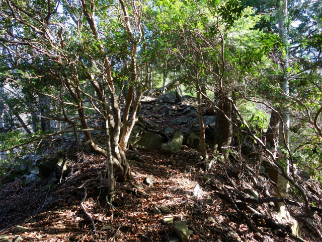 蛭ヶ岳（地蔵尾根～地蔵平）登山口コースガイド 露岩【登山口ナビ】