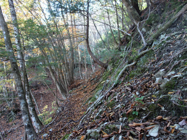 蛭ヶ岳（地蔵尾根～地蔵平）登山口コースガイド 小ピークのトラバース【登山口ナビ】