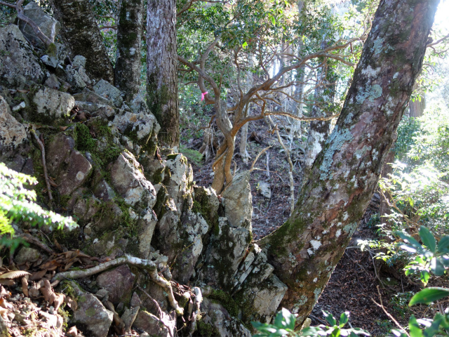 蛭ヶ岳（地蔵尾根～地蔵平）登山口コースガイド 露岩のトラバース【登山口ナビ】