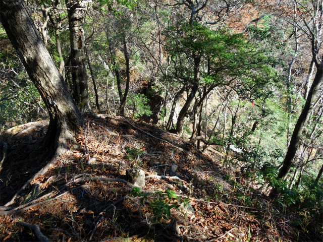 蛭ヶ岳（地蔵尾根～地蔵平）登山口コースガイド 1159mピーク【登山口ナビ】