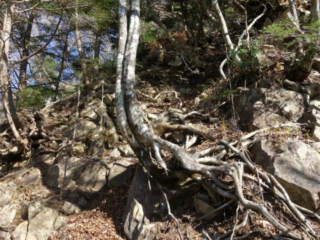 蛭ヶ岳（地蔵尾根～地蔵平）登山口コースガイド ガレた急斜面【登山口ナビ】