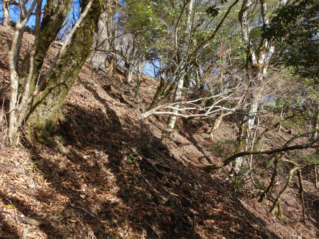 蛭ヶ岳（地蔵尾根～地蔵平）登山口コースガイド 尾根のピーク【登山口ナビ】