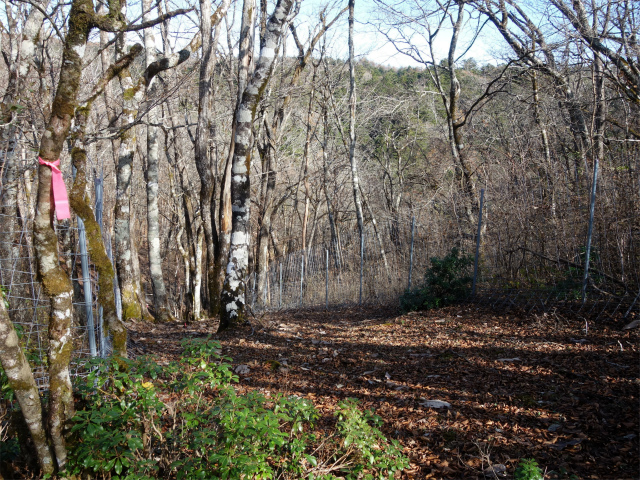 蛭ヶ岳（地蔵尾根～地蔵平）登山口コースガイド 植生保護柵【登山口ナビ】