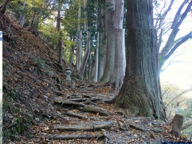 七面山（表参道）登山口コースガイド 杉の大木【登山口ナビ】