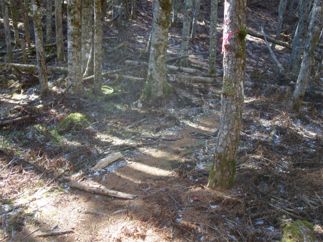 七面山（表参道）登山口コースガイド 最高点ピーク分岐【登山口ナビ】