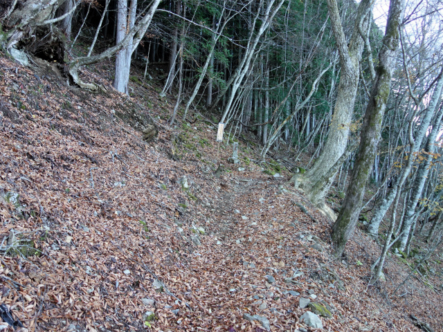 七面山（北参道～希望峰）登山口コースガイド 植林帯の急斜面【登山口ナビ】