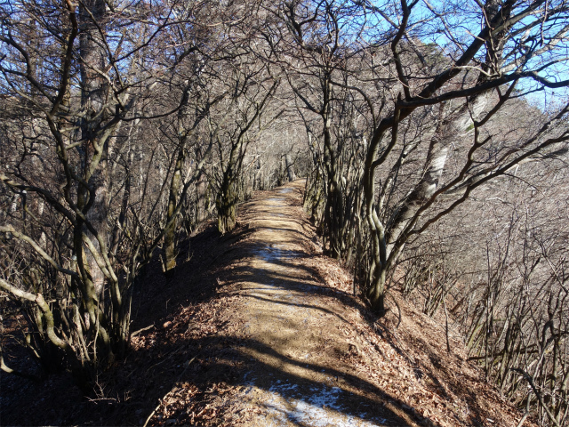 三ツ峠山（天上山・府戸尾根）登山口コースガイド 平坦路【登山口ナビ】