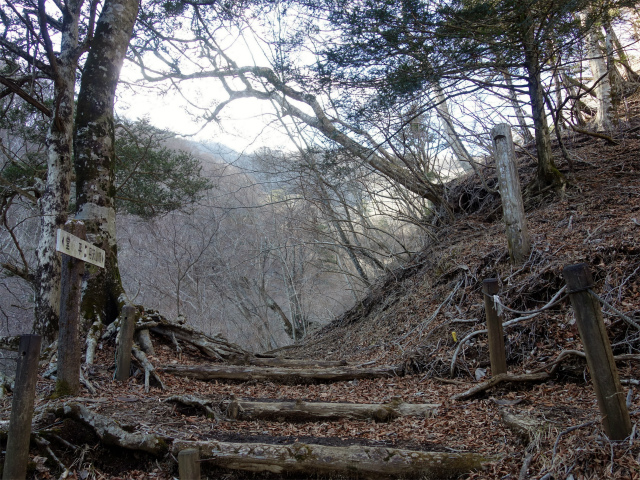 丹沢山(塩水林道~堂平)登山口コースガイド 堂平のブナ林【登山口ナビ】