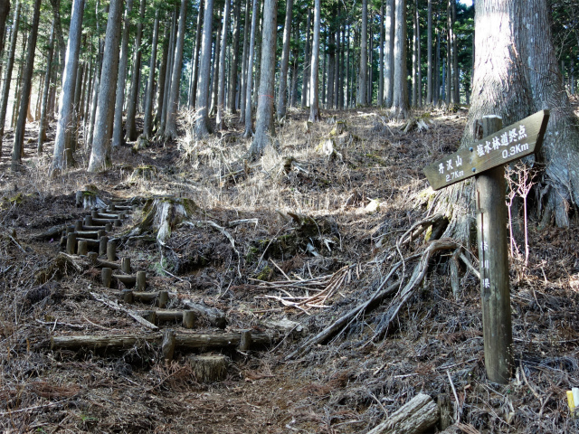 丹沢山(塩水林道~堂平)登山口コースガイド 植林帯【登山口ナビ】