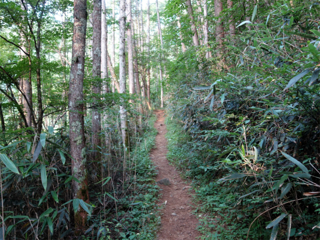 木曽駒ヶ岳(桂小場・西駒ルート)登山口コースガイド 植林帯【登山口ナビ】