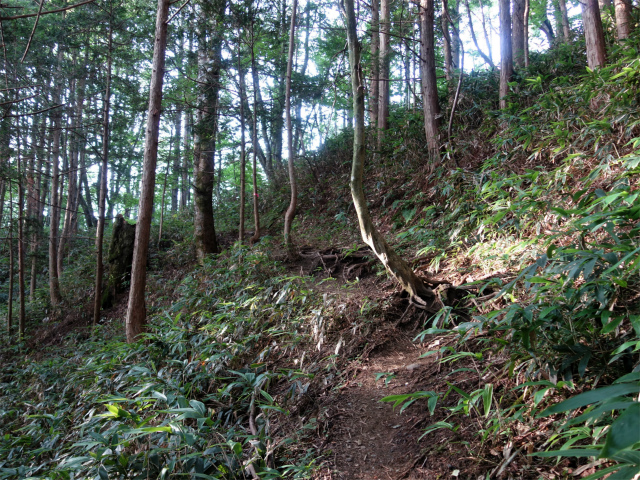 木曽駒ヶ岳(桂小場・西駒ルート)登山口コースガイド 標高1612m地点の尾根筋【登山口ナビ】