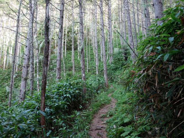 木曽駒ヶ岳(桂小場・西駒ルート)登山口コースガイド トラバース【登山口ナビ】
