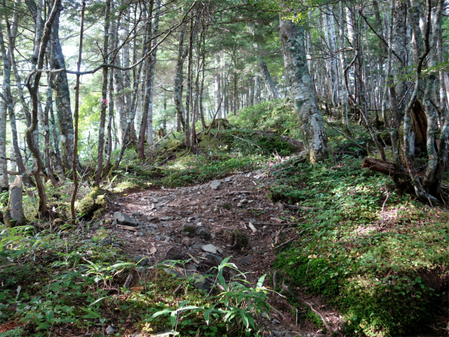 木曽駒ヶ岳(桂小場・西駒ルート)登山口コースガイド シラカバ林【登山口ナビ】