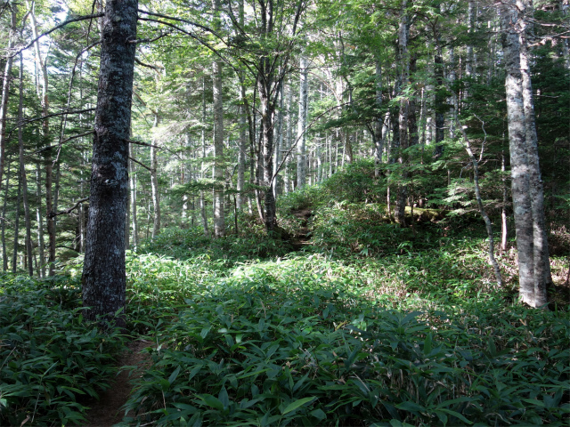 木曽駒ヶ岳(桂小場・西駒ルート)登山口コースガイド 笹面の階段【登山口ナビ】